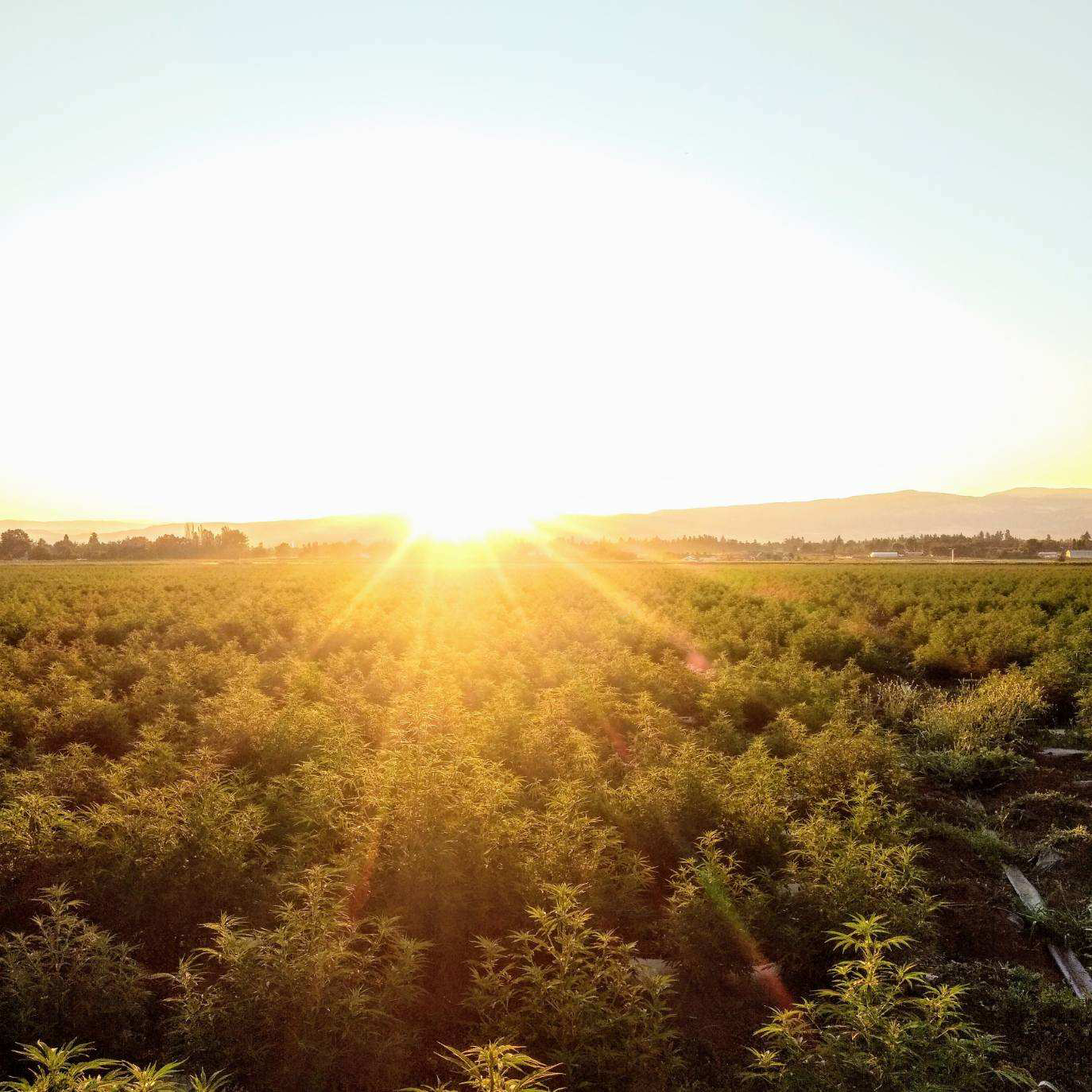 IMG_20190816_104028_639 sun setting over hemp fields | Shivvers