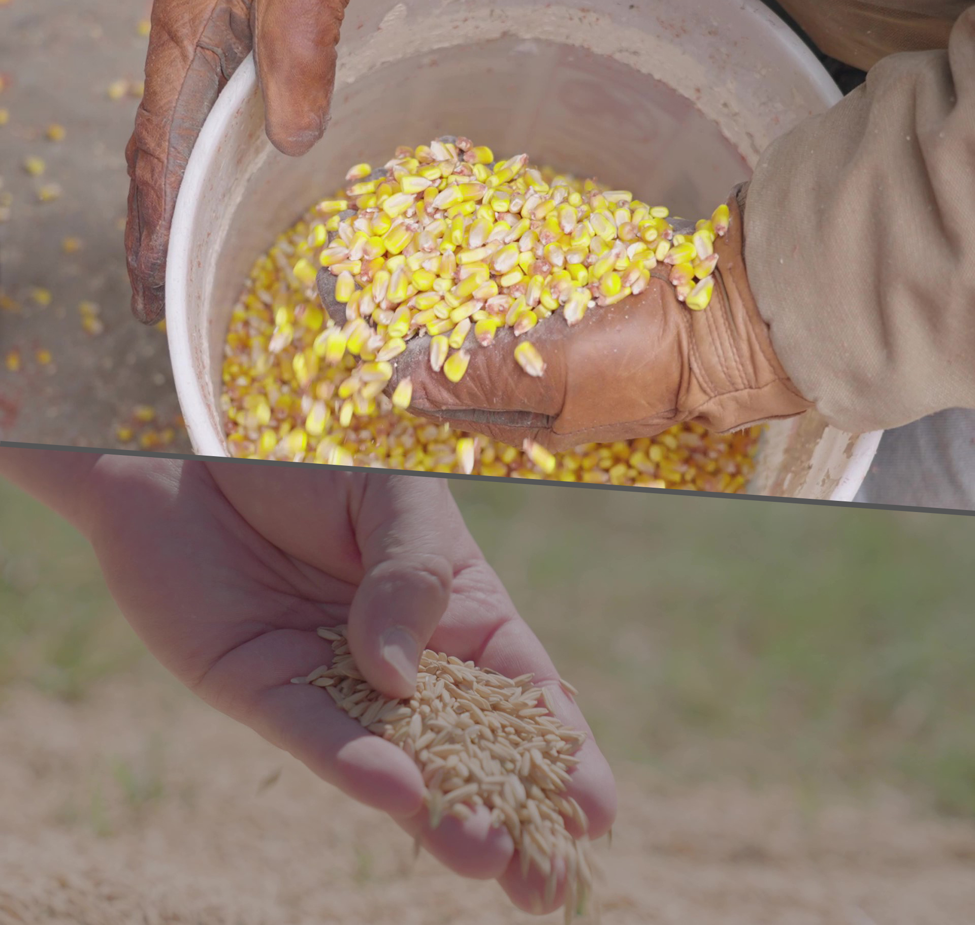 Multicrops copy close ups of hands holding crops | Shivvers